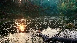 Ảnh thu nhỏ video Mother's Love Conquers All
