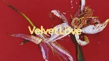 Ảnh thu nhỏ video Velvet Love
