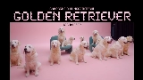 Ảnh thu nhỏ video golden retriever