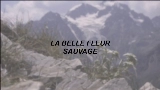 Ảnh thu nhỏ video La Belle Fleur Sauvage