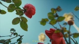 Ảnh thu nhỏ video Mi Morena